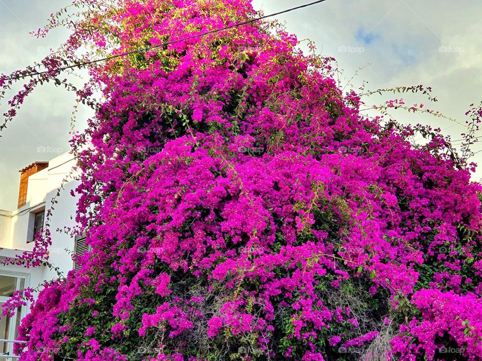 purple huge wild growing bougainvillea in the city