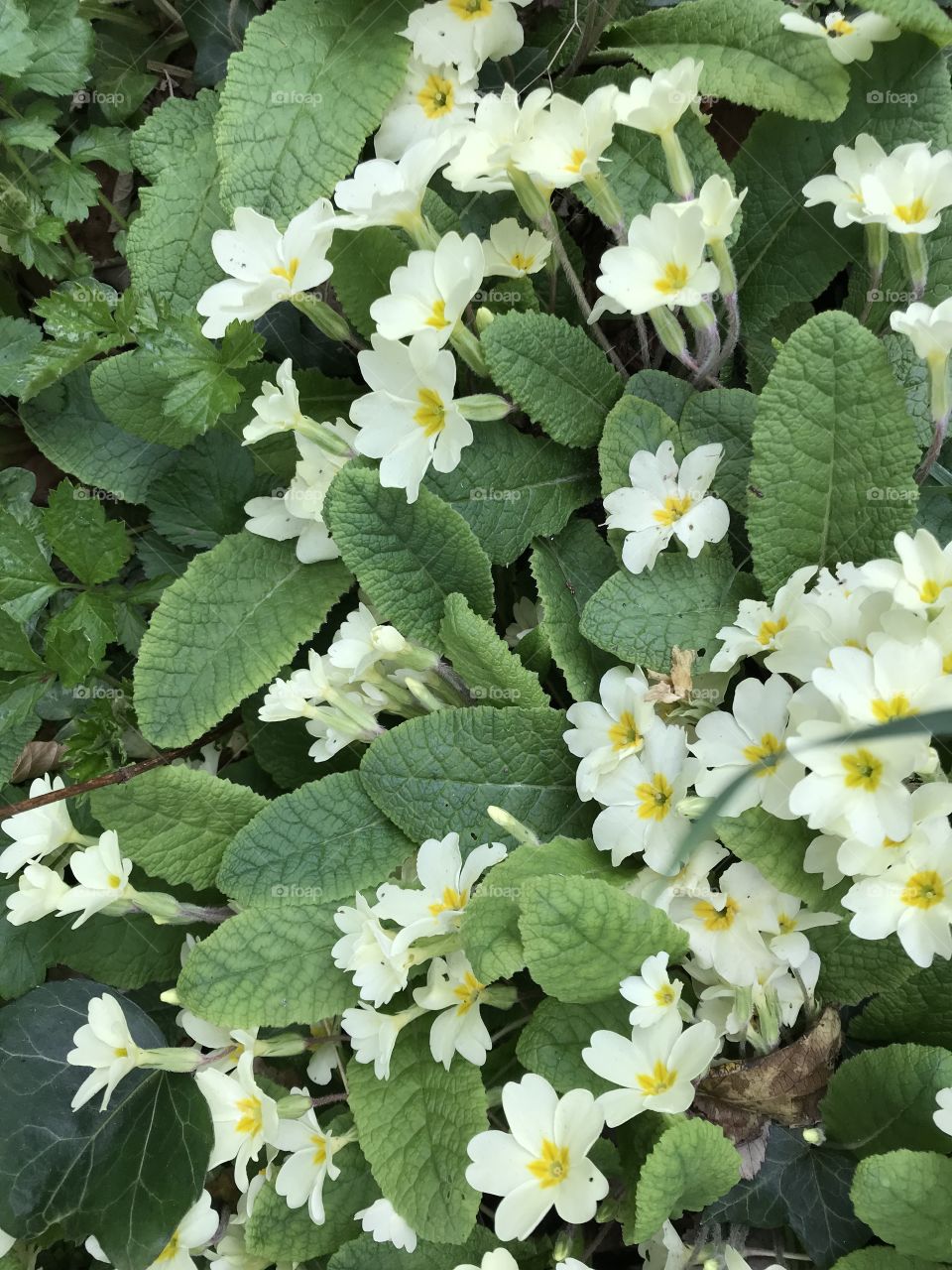 Filling my camera lens with one of my favorite spring flowers, the very beautiful primrose.