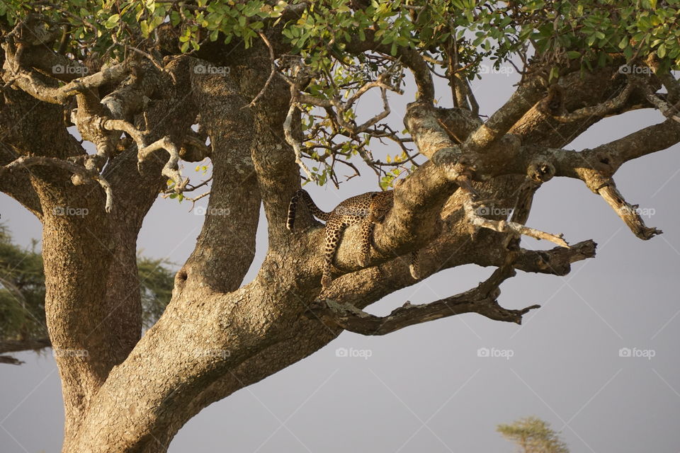 A tired leopard in the Serengeti National Park