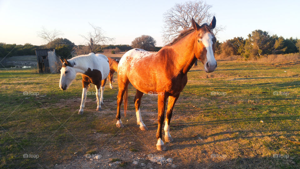 Texas Ranch