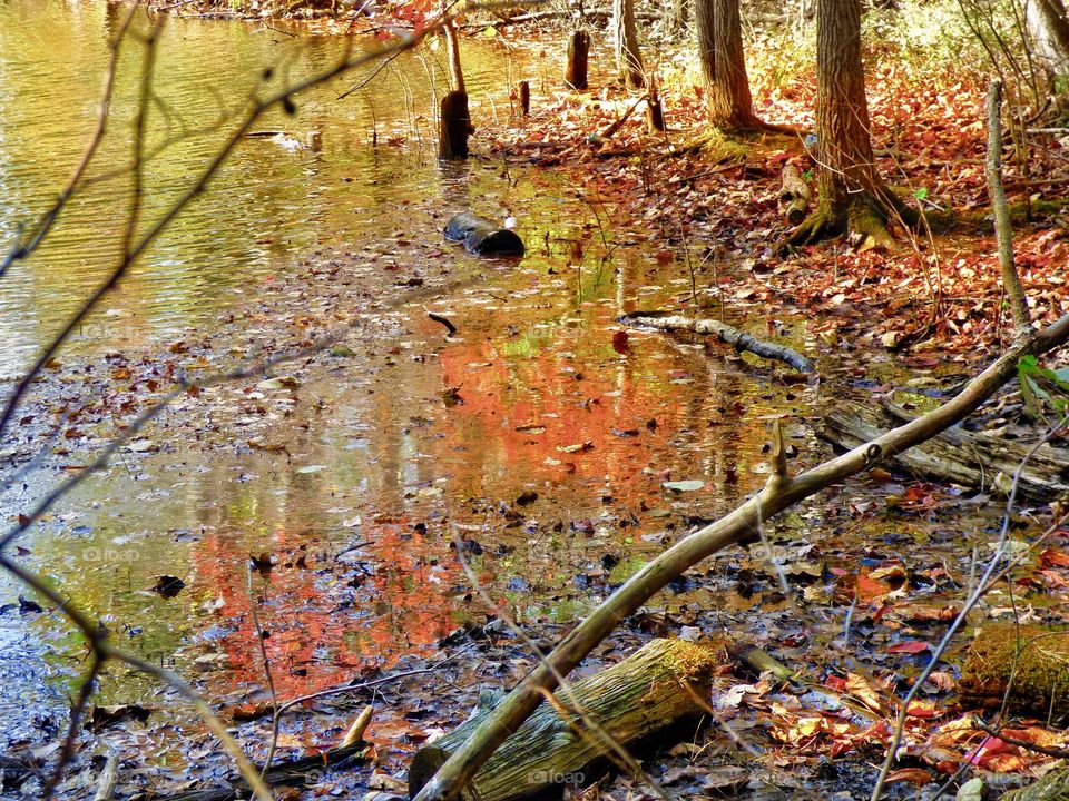 Orange colors in the lake in fall in Martin state forest in Indiana. 