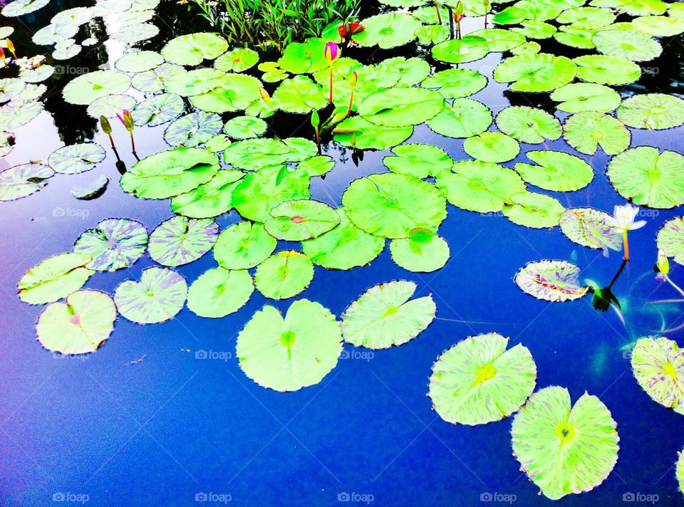 Lily pads