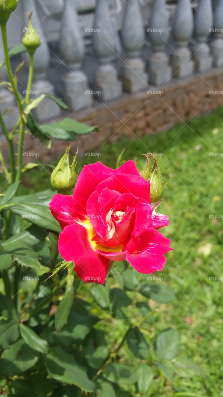 Close-up of pink rose