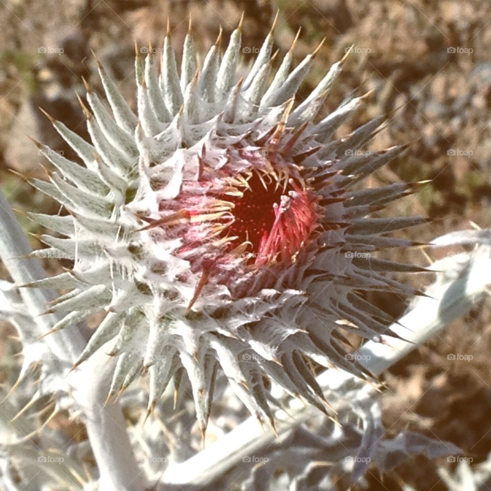 Prickly