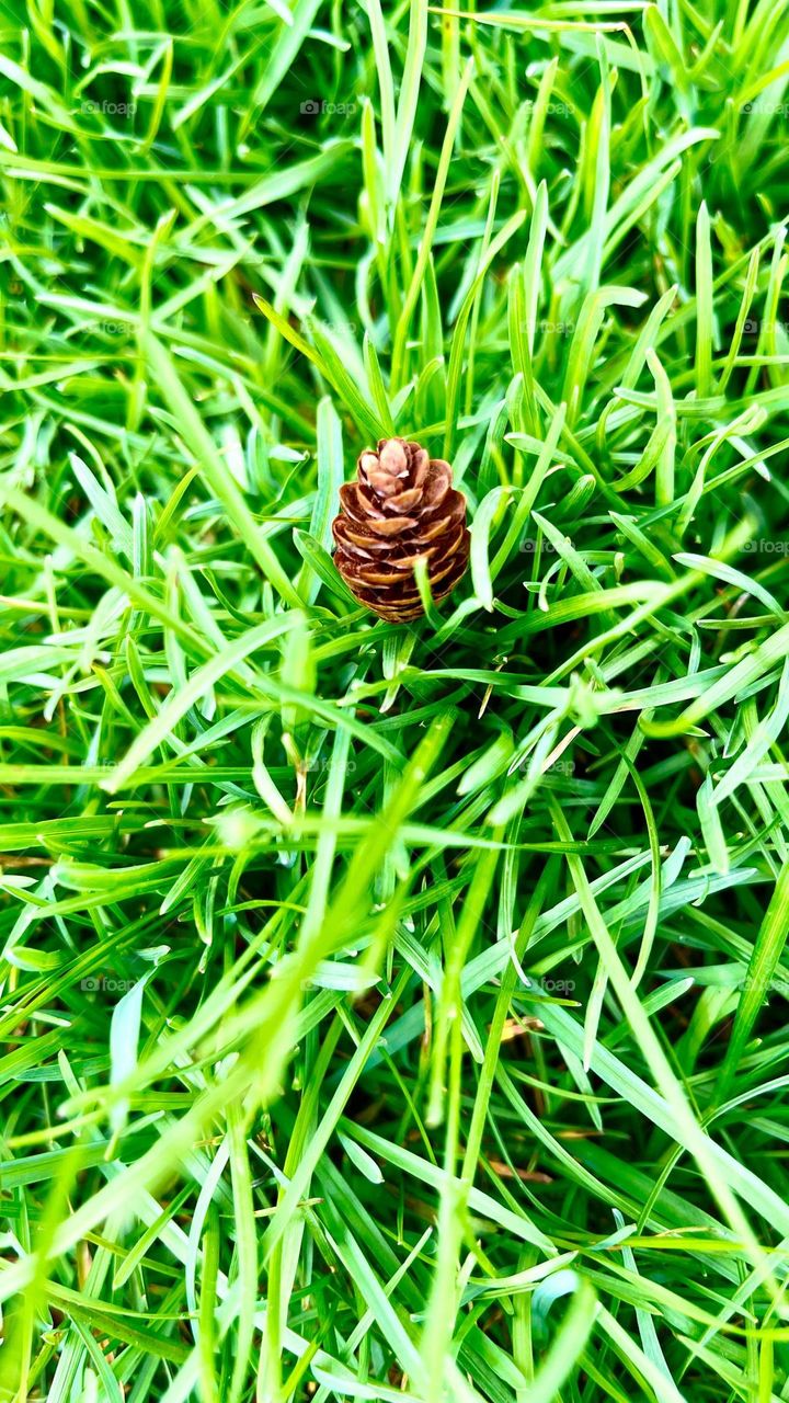 Mini pine cone 