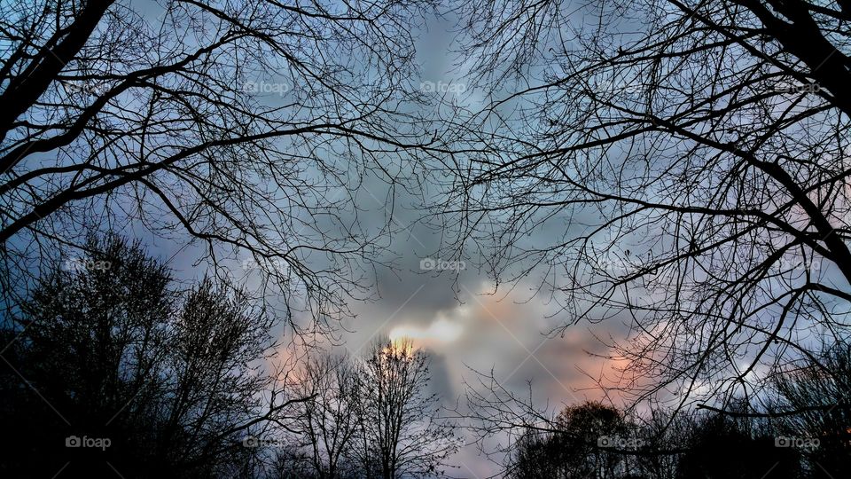 Silhouette of bare trees