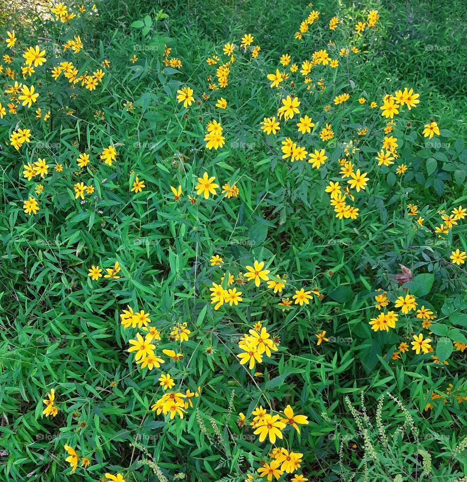 Wild flowers. Nature.