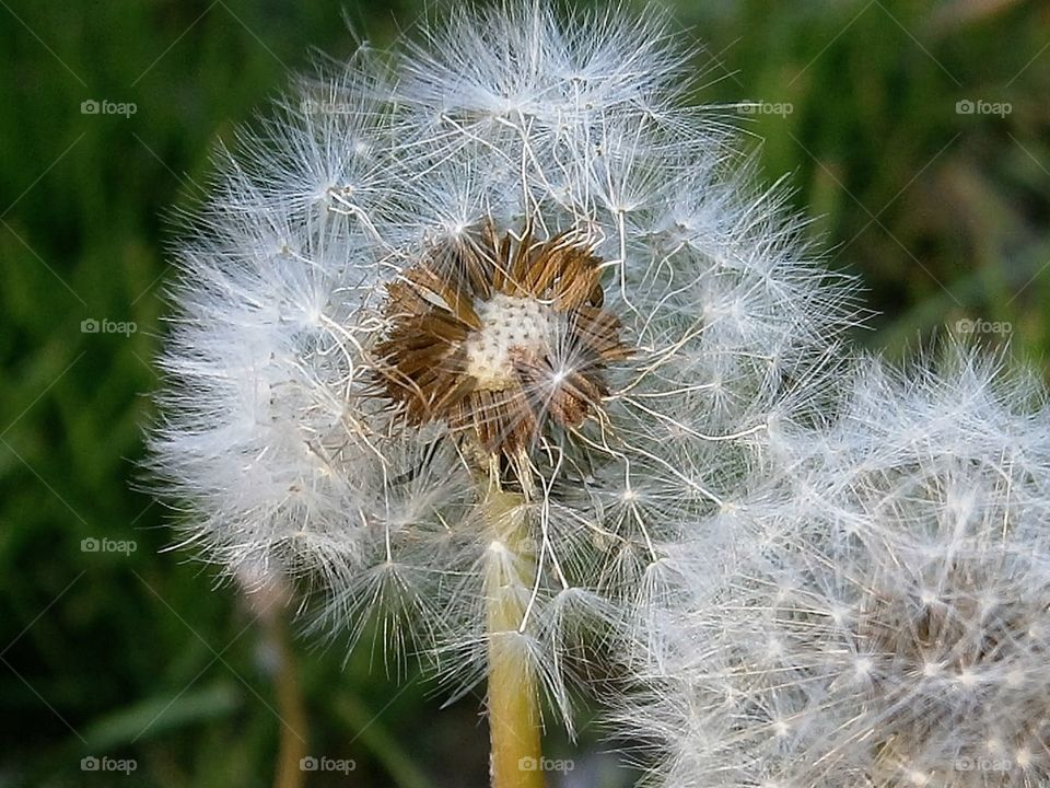 dandelion