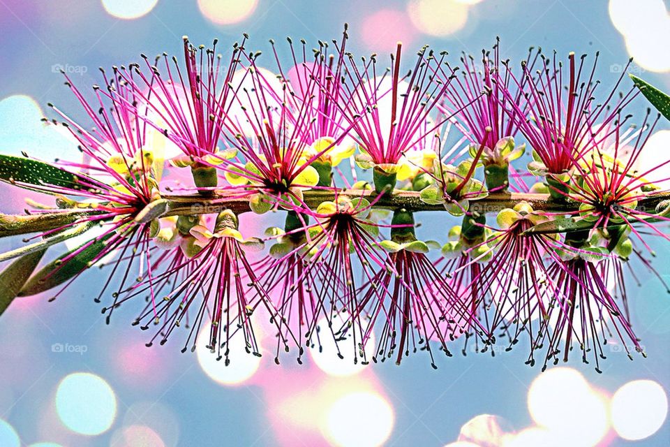 flower