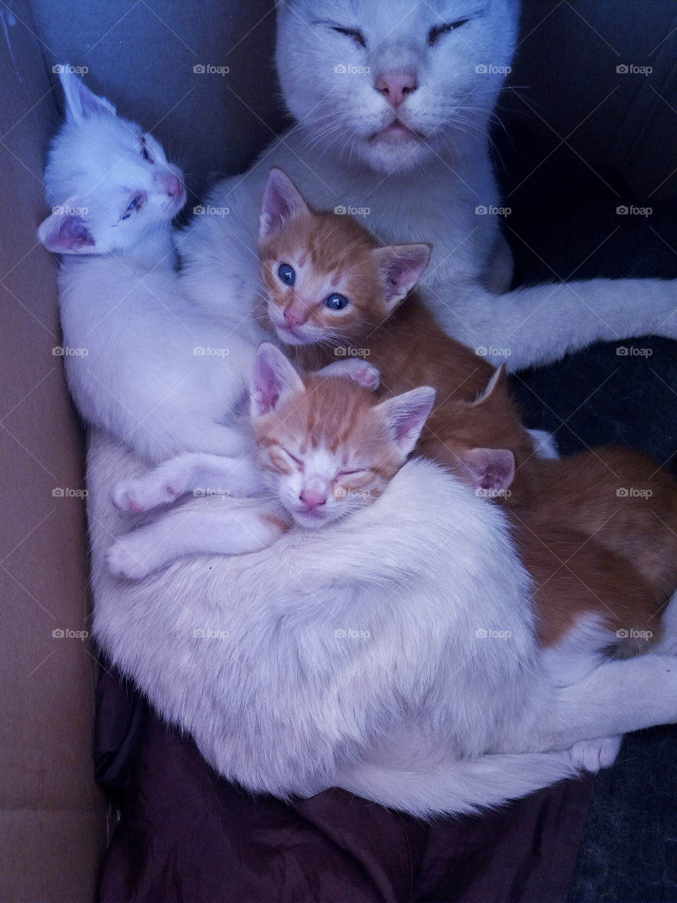 A beautiful cat with her children
