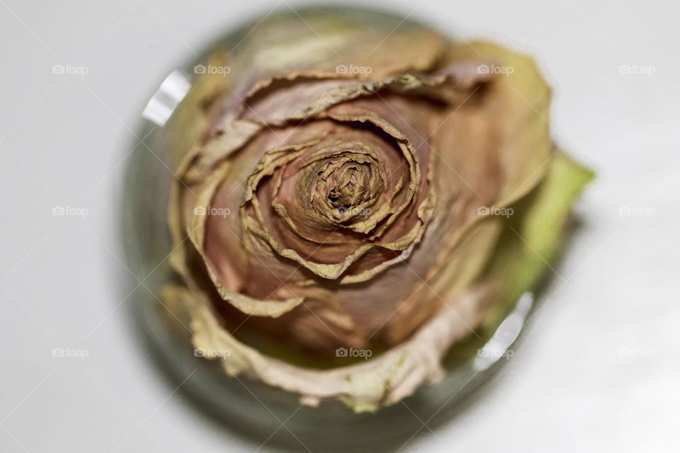 Overhead faded rose