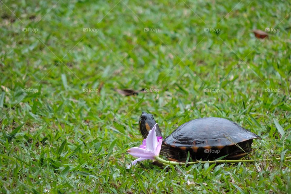 Donna and the orchid