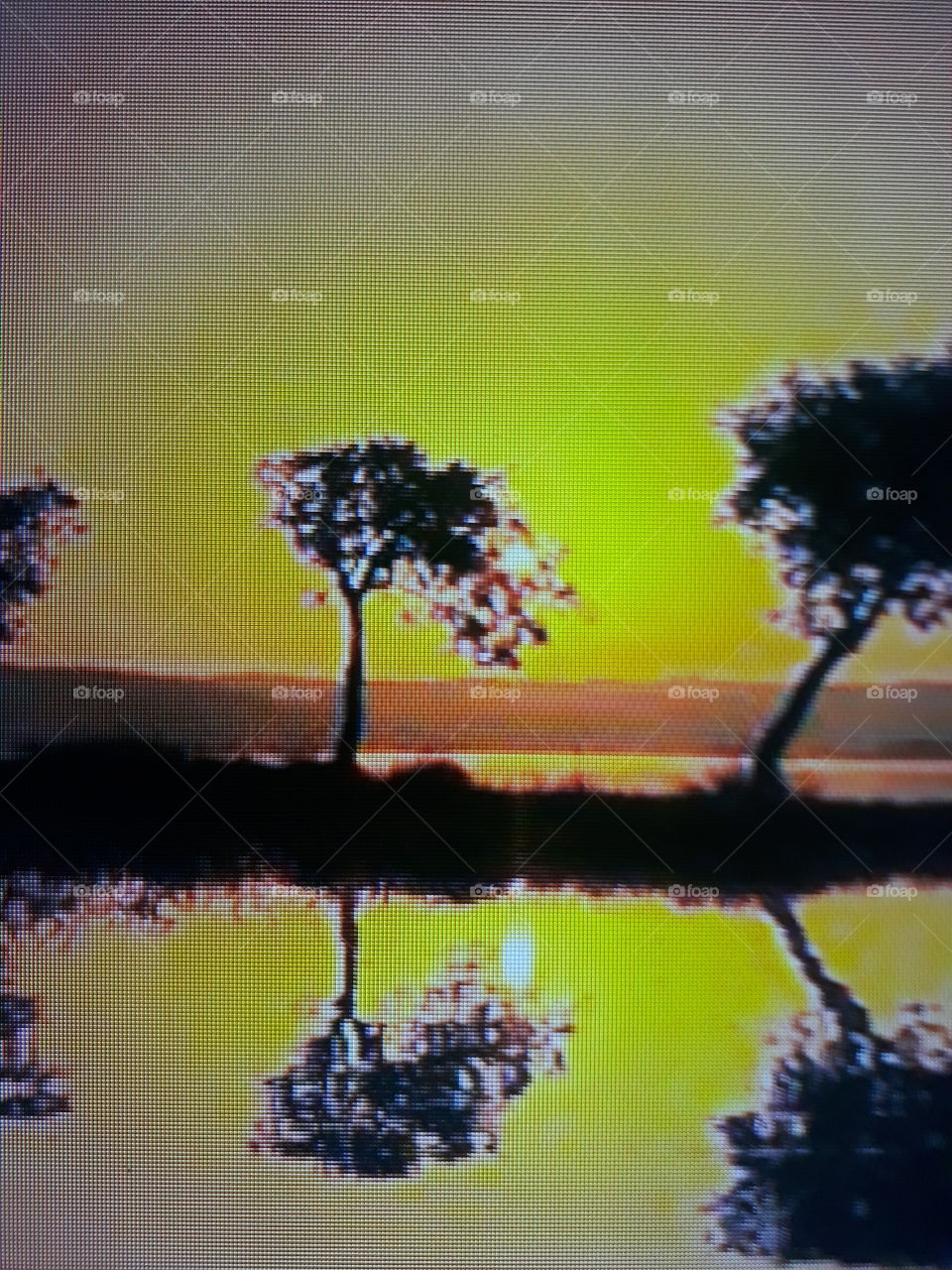 Beautiful sunset in the background in golden color reflecting the palm trees in the mirrored lagoon.