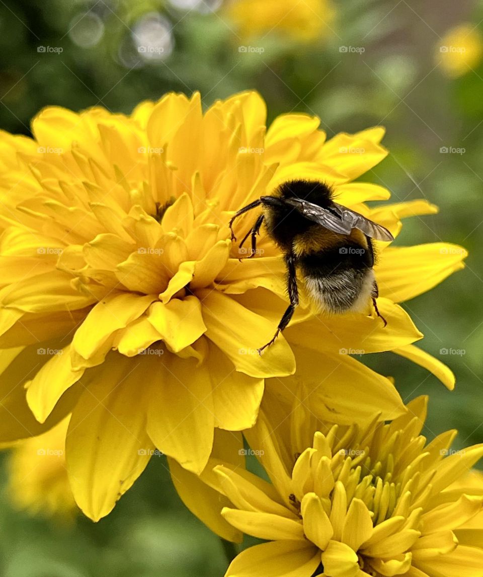 In the photo, a bumblebee sits on yellow flowers, its fluffy body contrasting with the bright petals. The wings are slightly unfolded and the long proboscis is extended to reach the nectar.