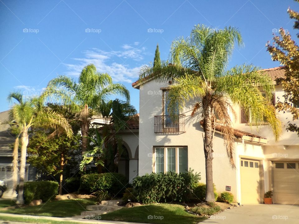 House and palm trees 