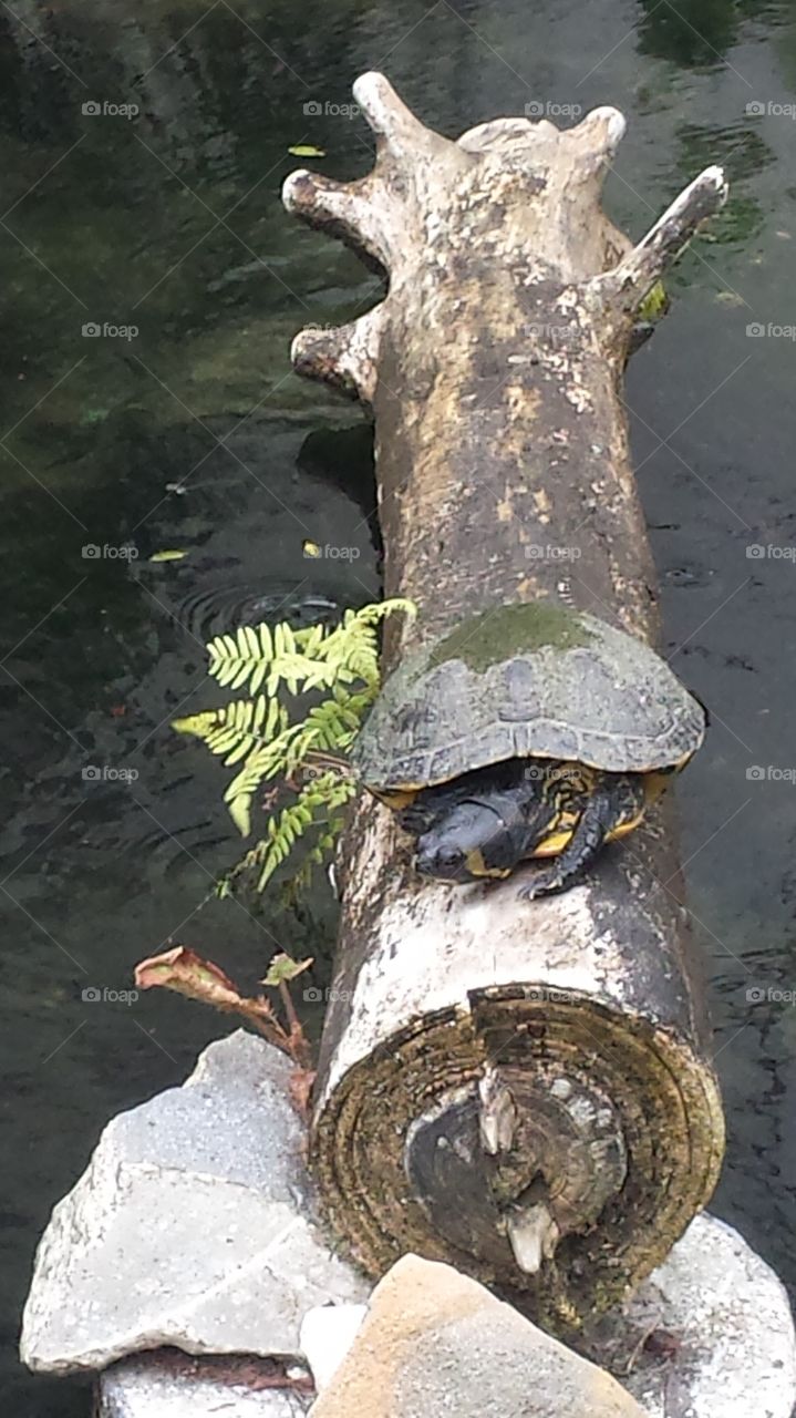 Turtle On