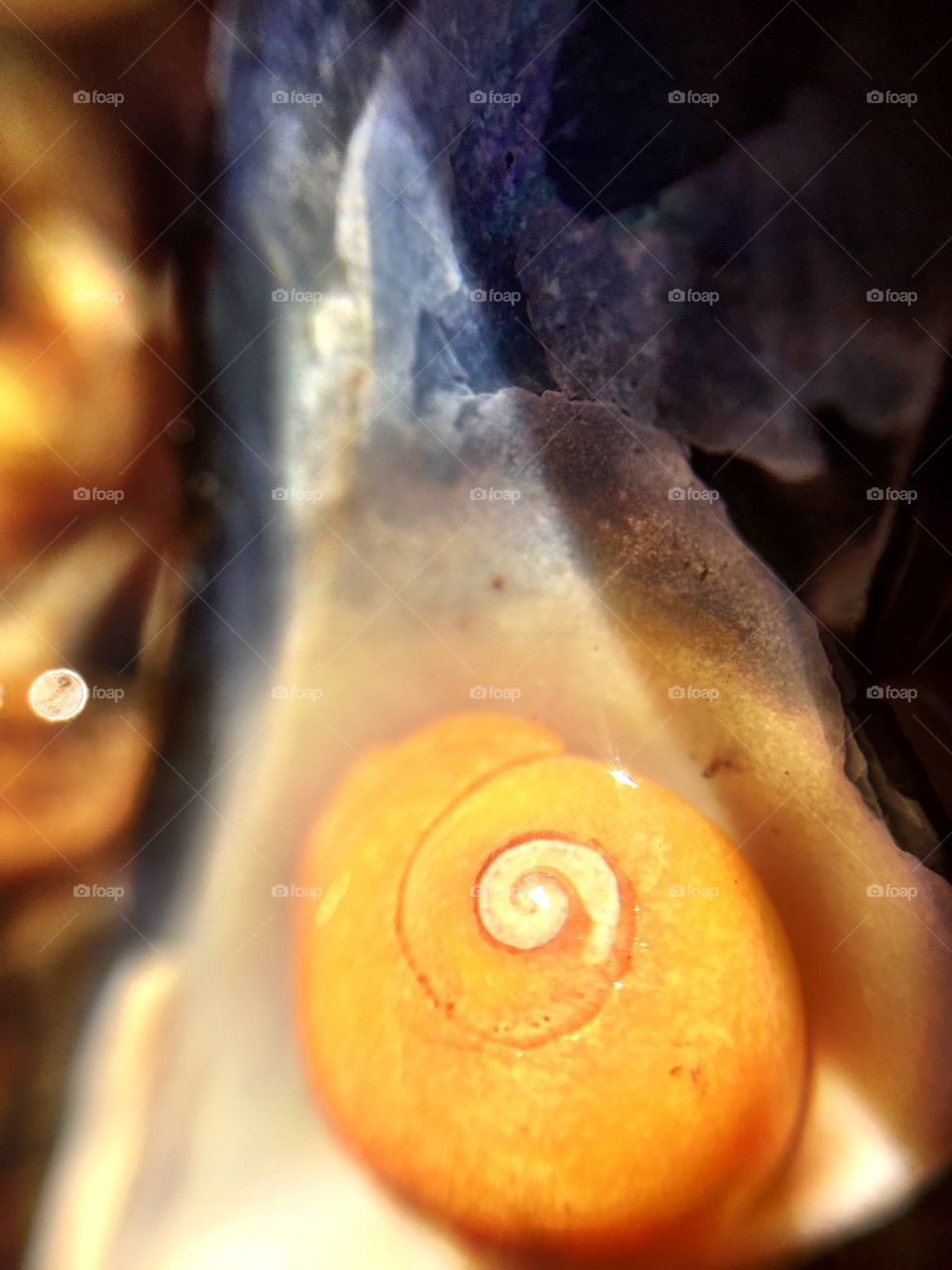 Under water . Macro photograph of yellow snail