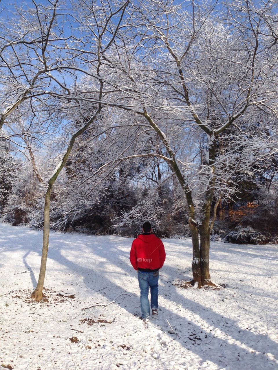 Snow trees