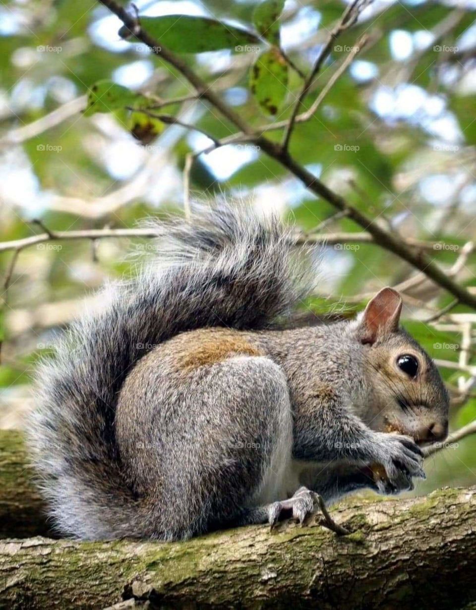 squirrel eating