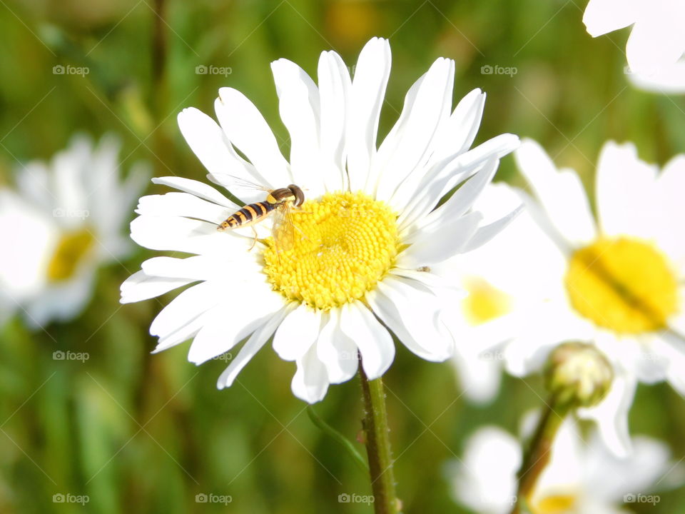 Hover fly collecting nectar From a wild daisy