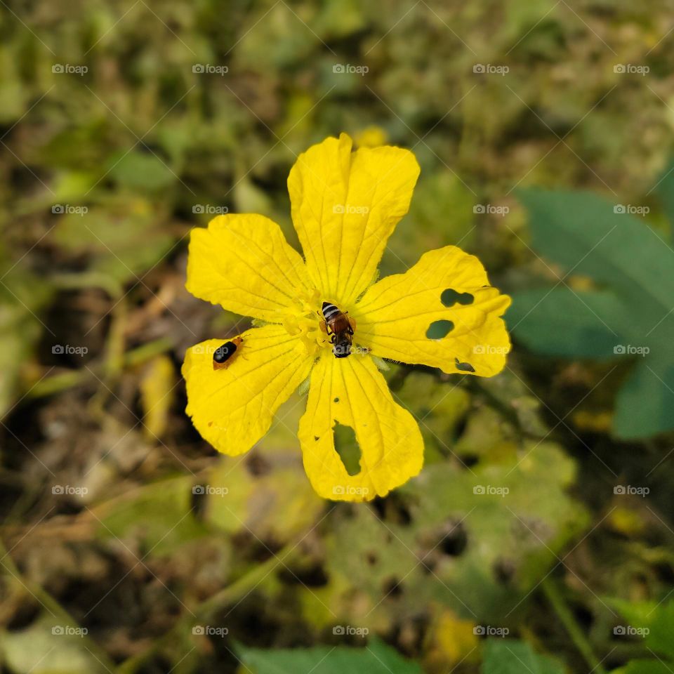 Small flying insects attacking wild yellow flower