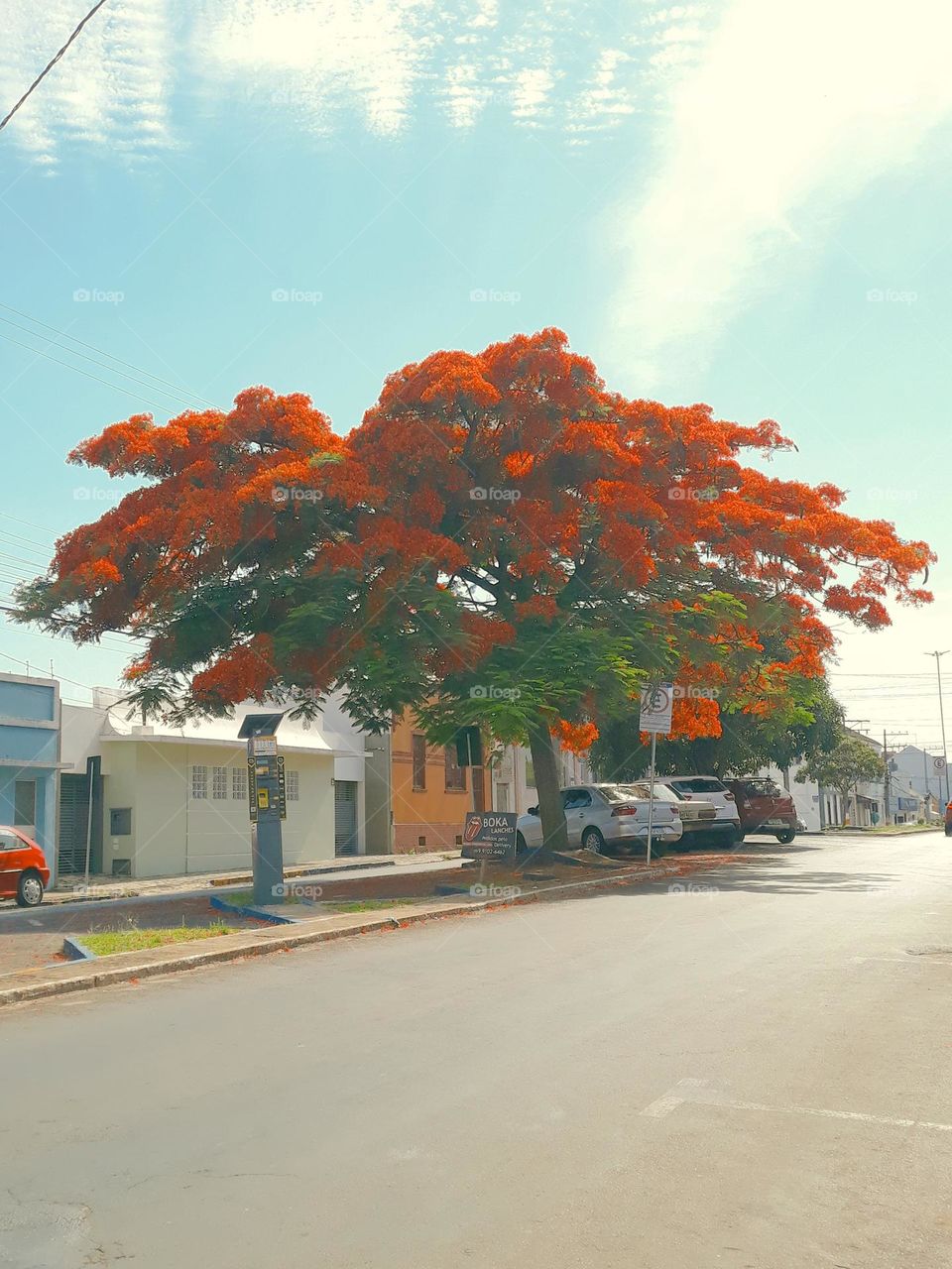 Árvore florida na rua