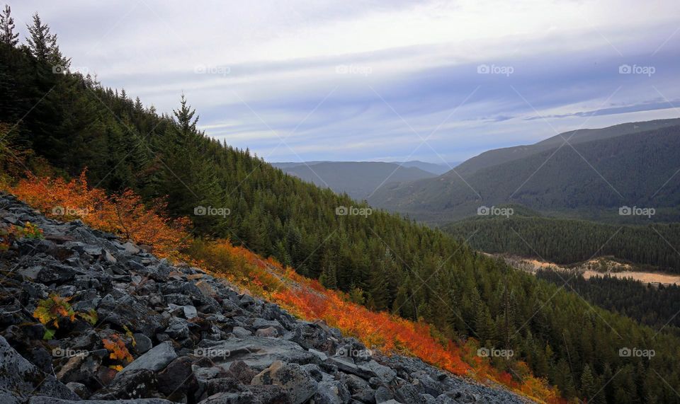 mountains and forest