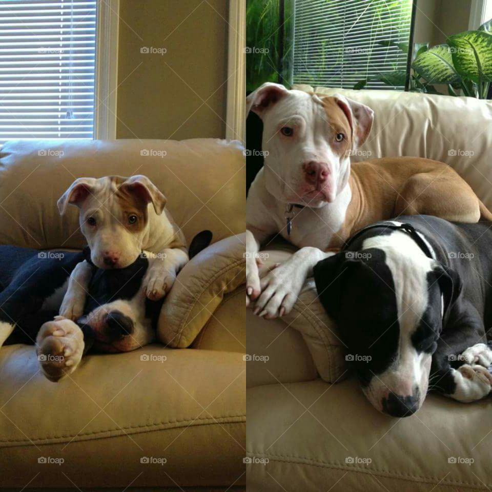 Dog, Sofa, Pet, Canine, Puppy