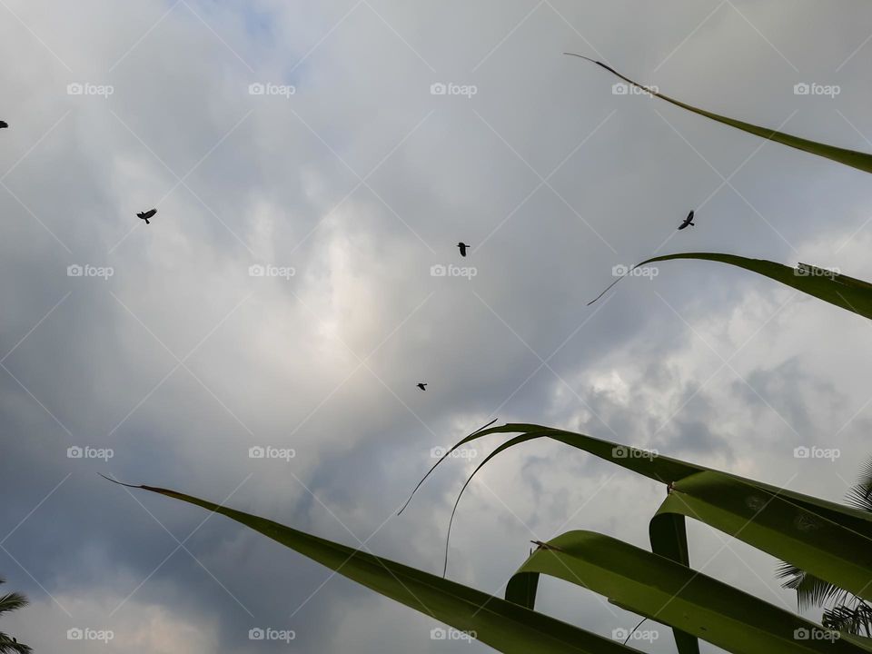 Birds flying during a cloudy evening