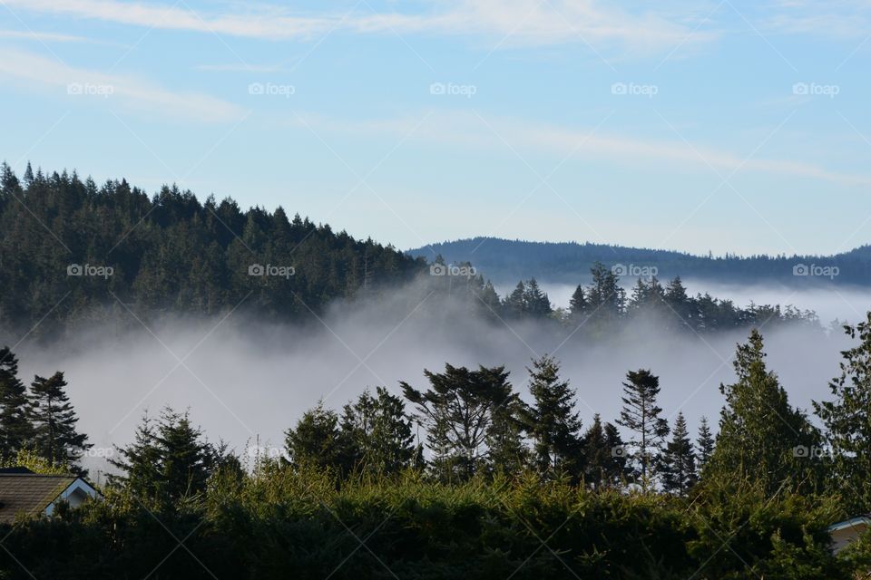 Fog on the hillside