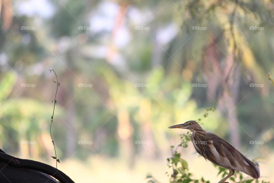 Capturing Cute Bird during a countryside visit .