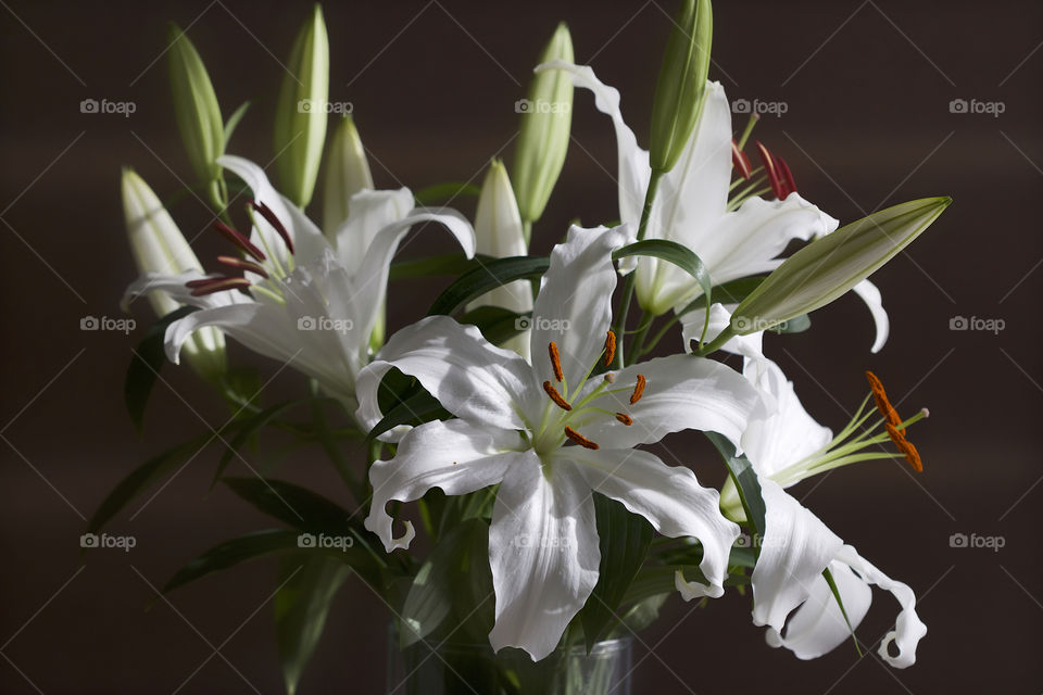 white lilies