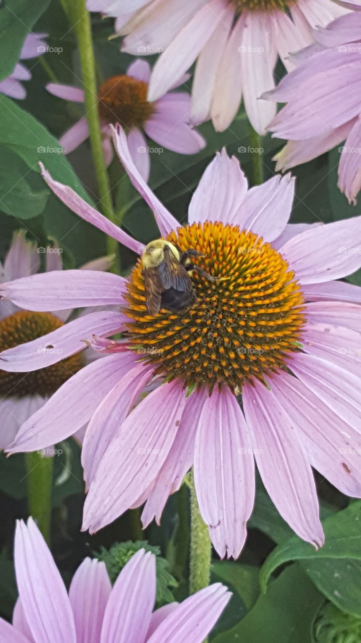 bumble bee on a flower