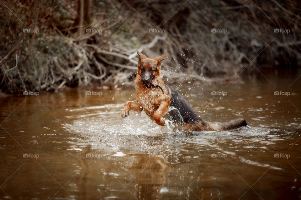 German shepherd dog playing in river 