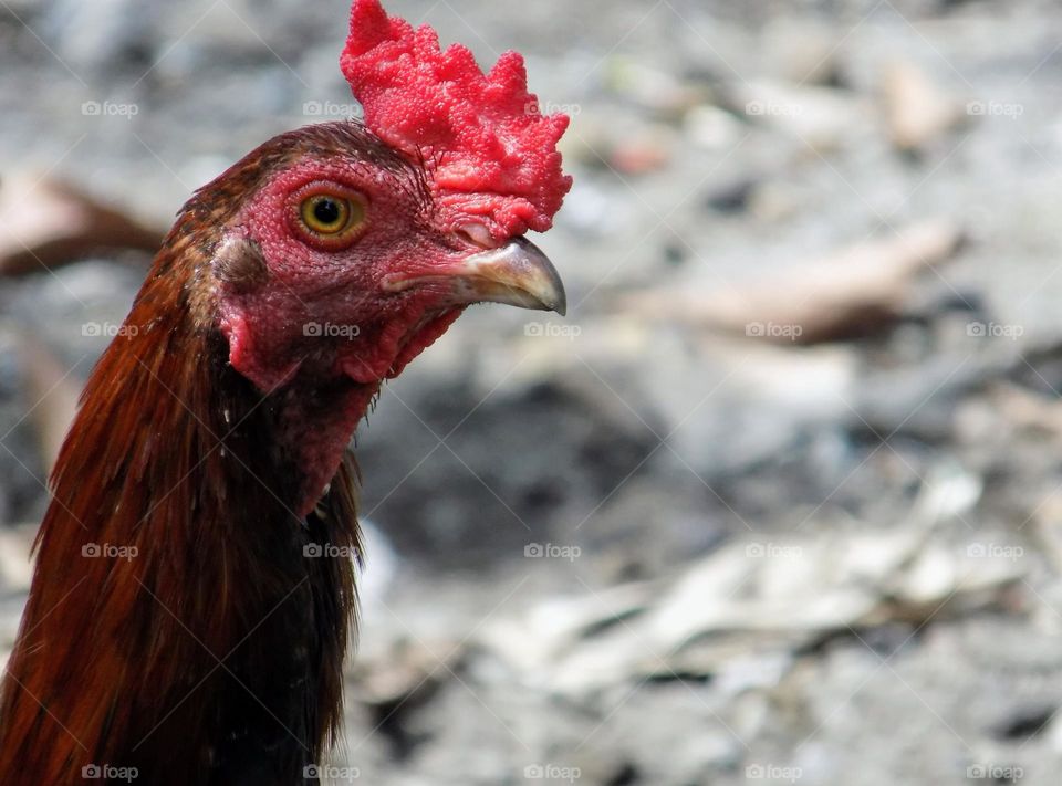 The rooster was flabbergasted