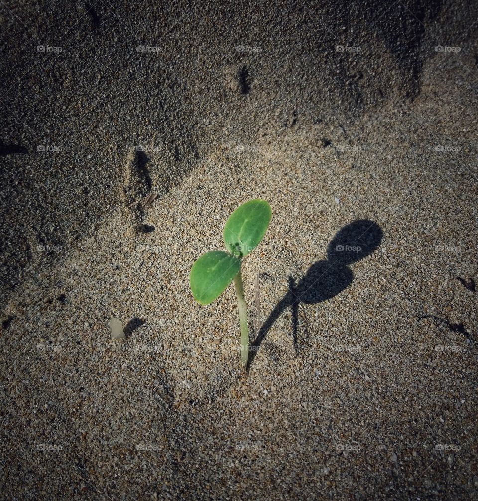 Little burried shadow !