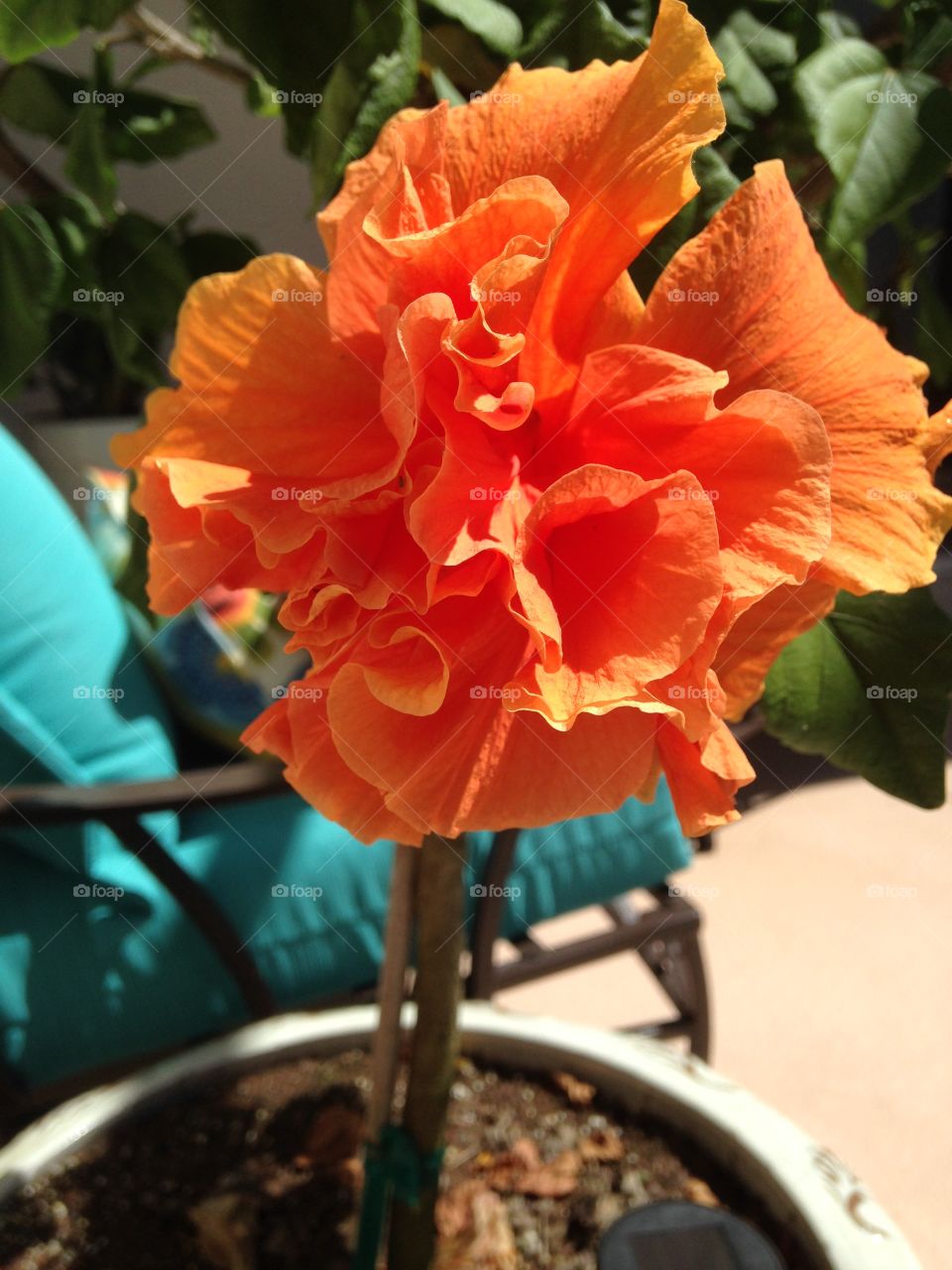 Double hibiscus 