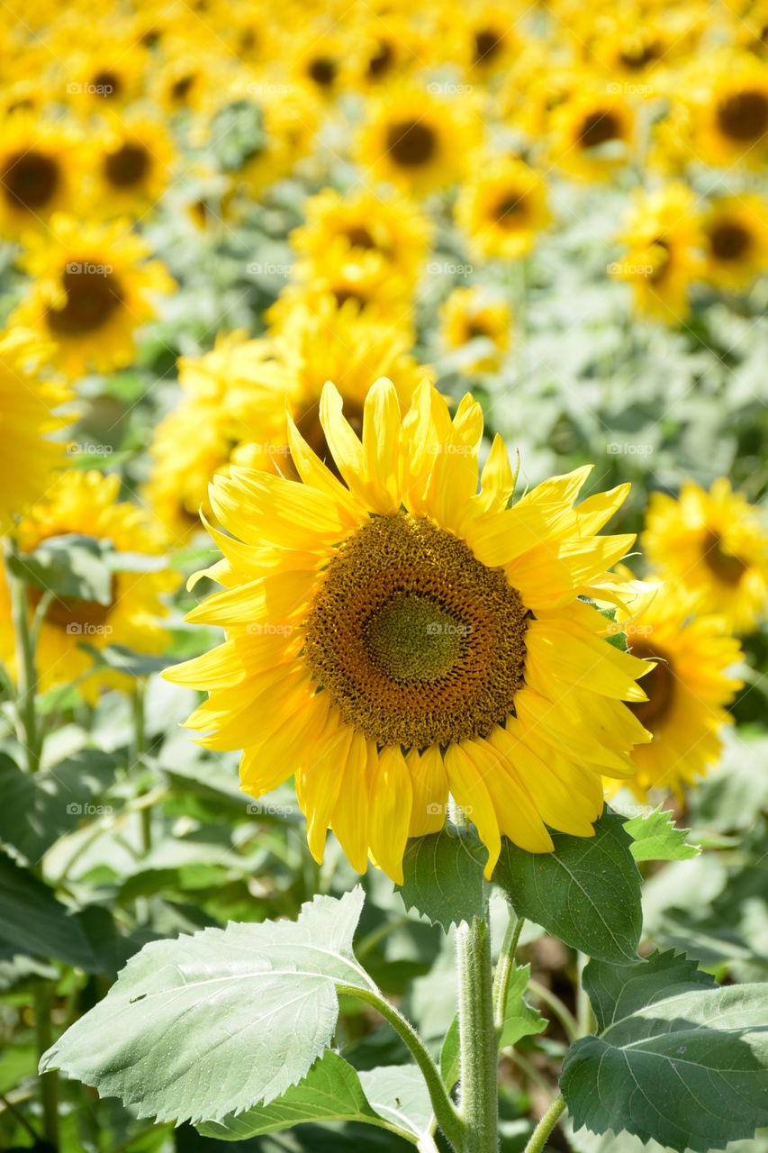 Nature, Summer, Sunflower, Flora, Flower