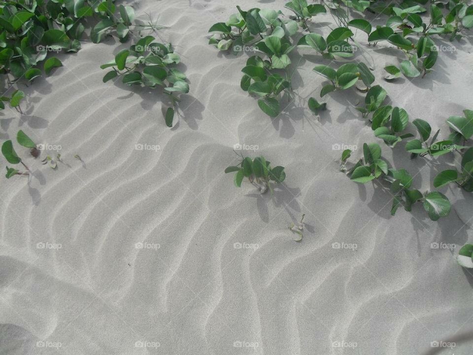 Untouched sand of St Lucia 