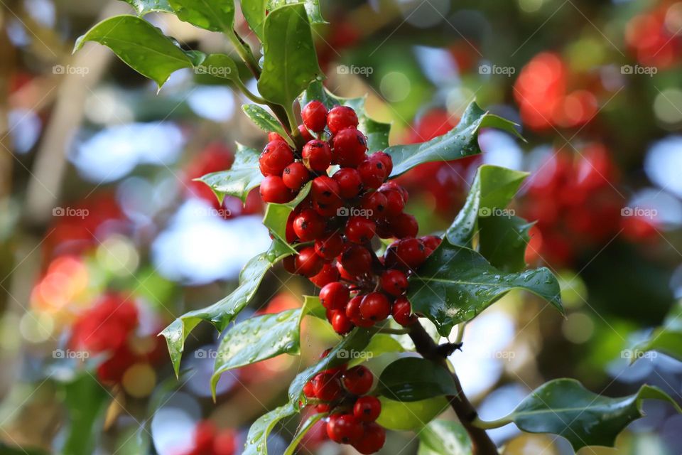 Raindrops falling on holly plant 