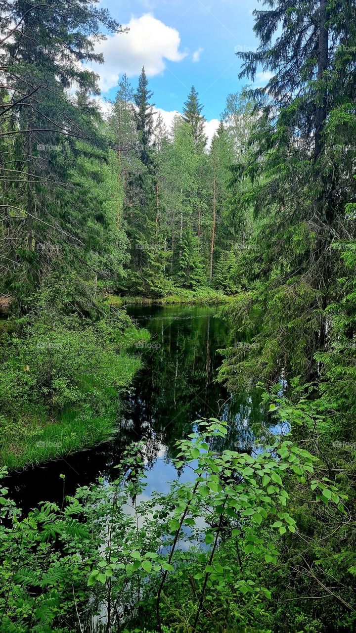 A beautiful and exciting Finnish forest in summer
