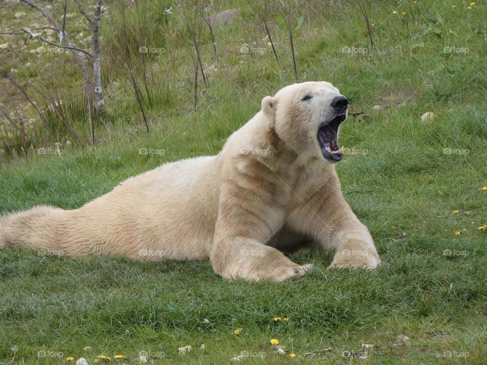 A close up of a polar bear 