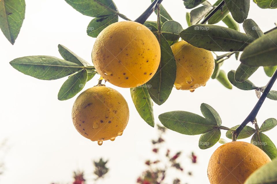 lemon tree with fruits