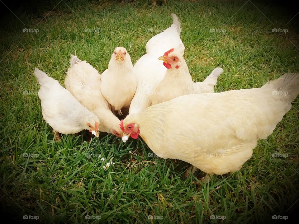 six white hens eating bread on green grass