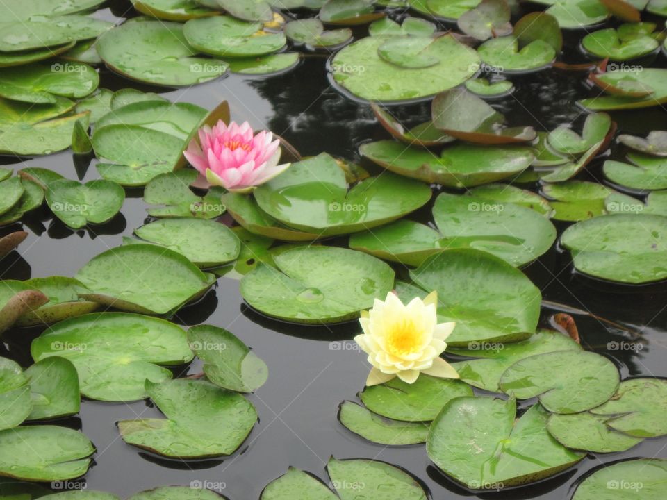 Backyard Lily Pond