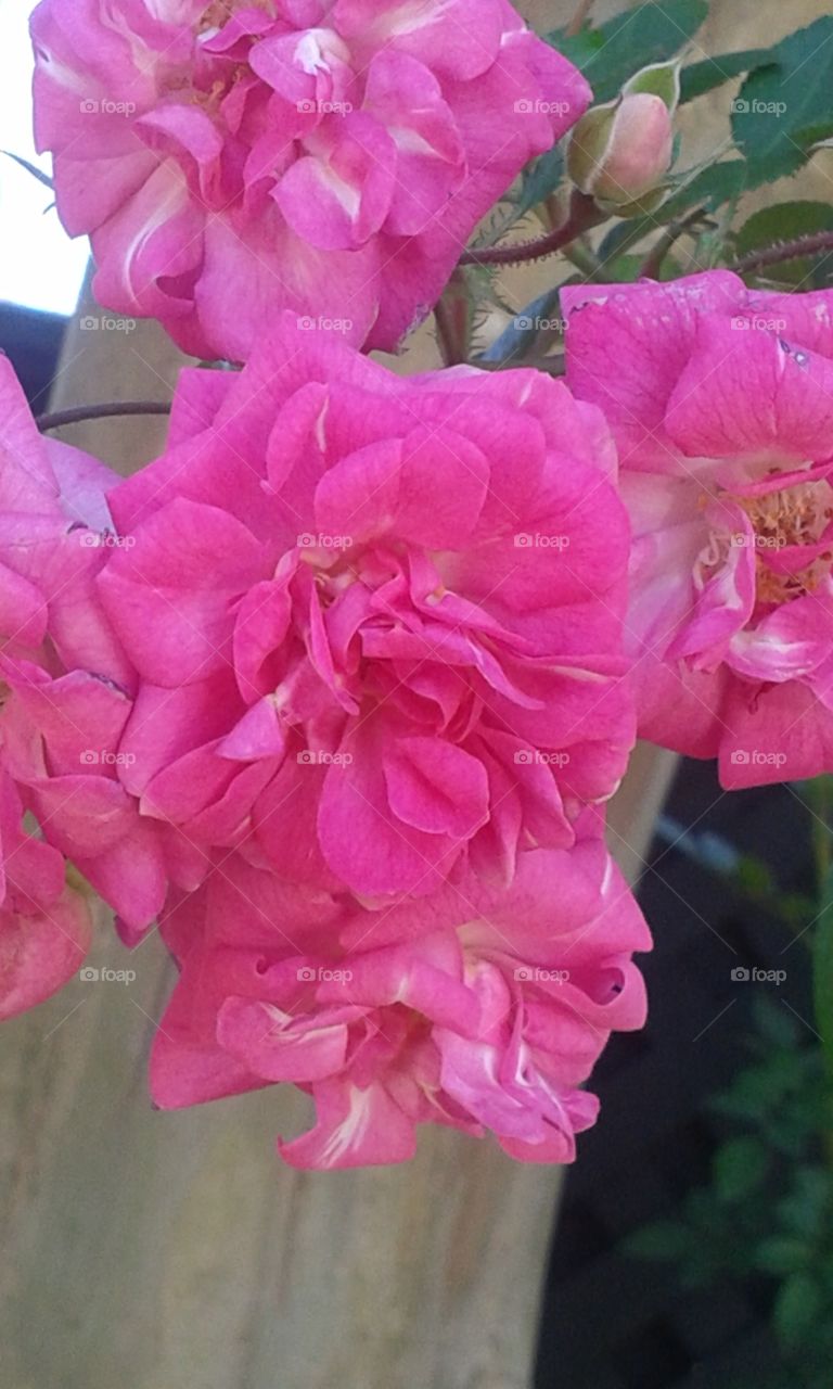 Flower, Nature, Flora, Garden, Blooming