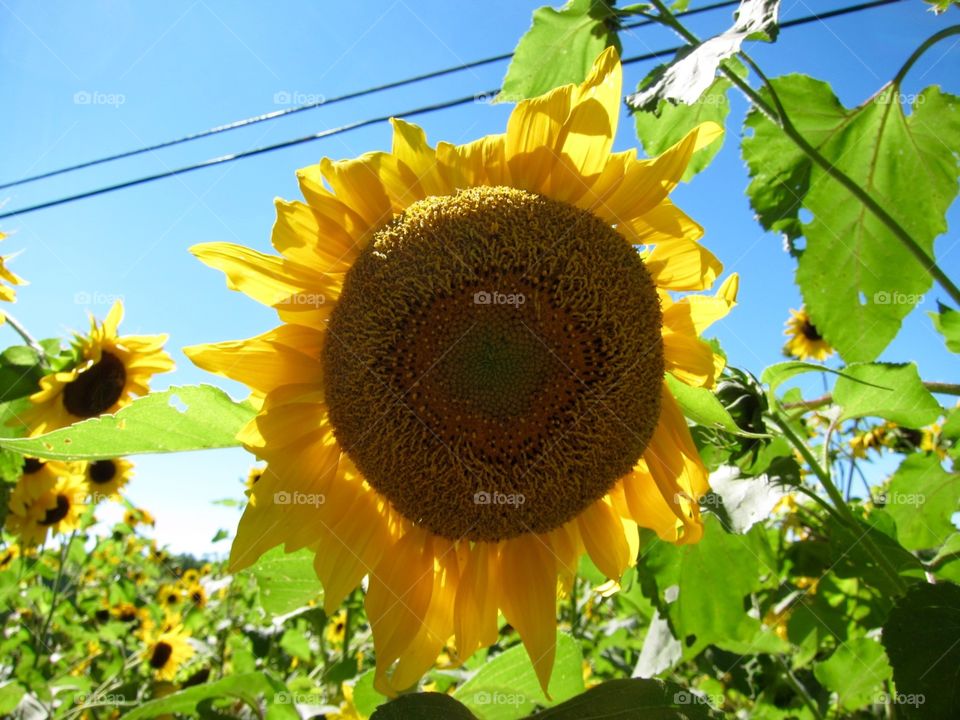 Sunflowers 