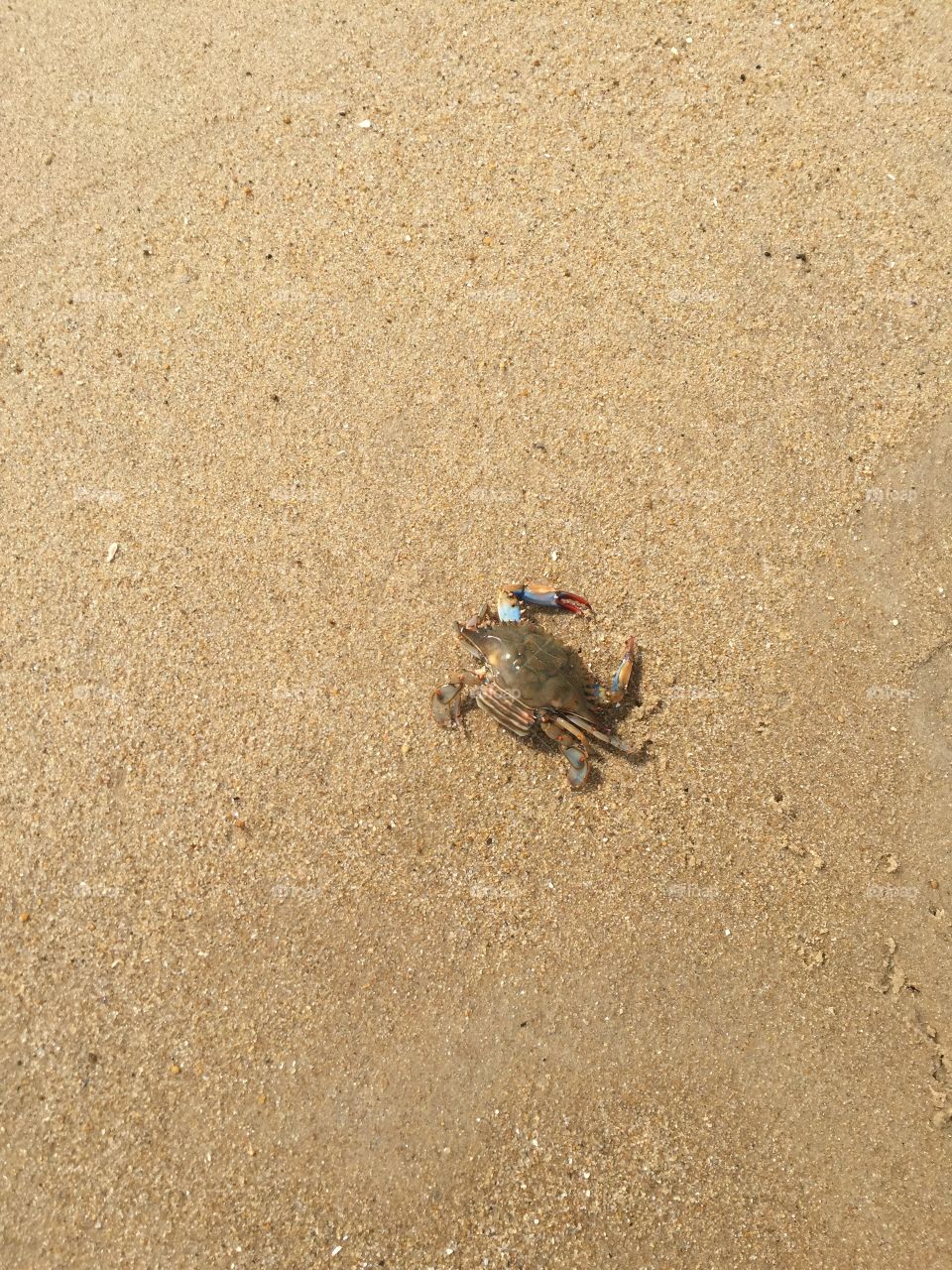 Maryland blue crab.
