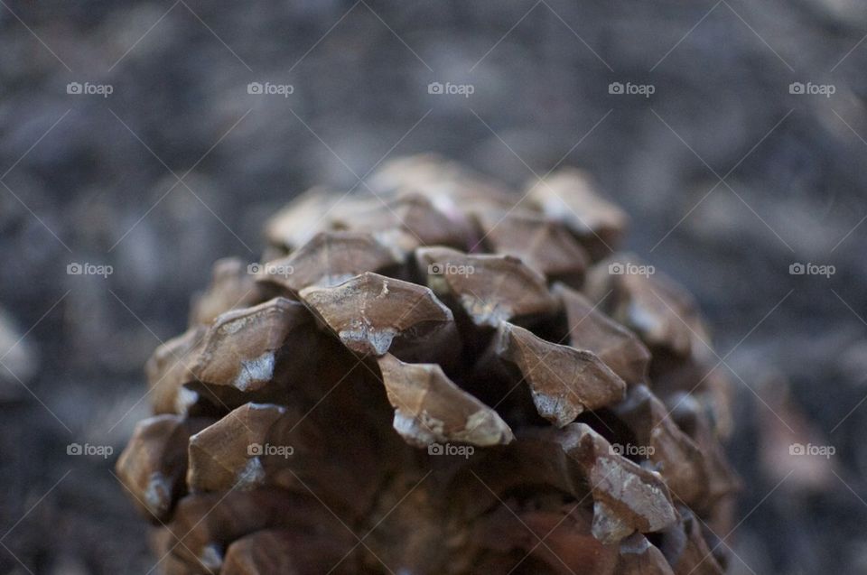 Acorn 