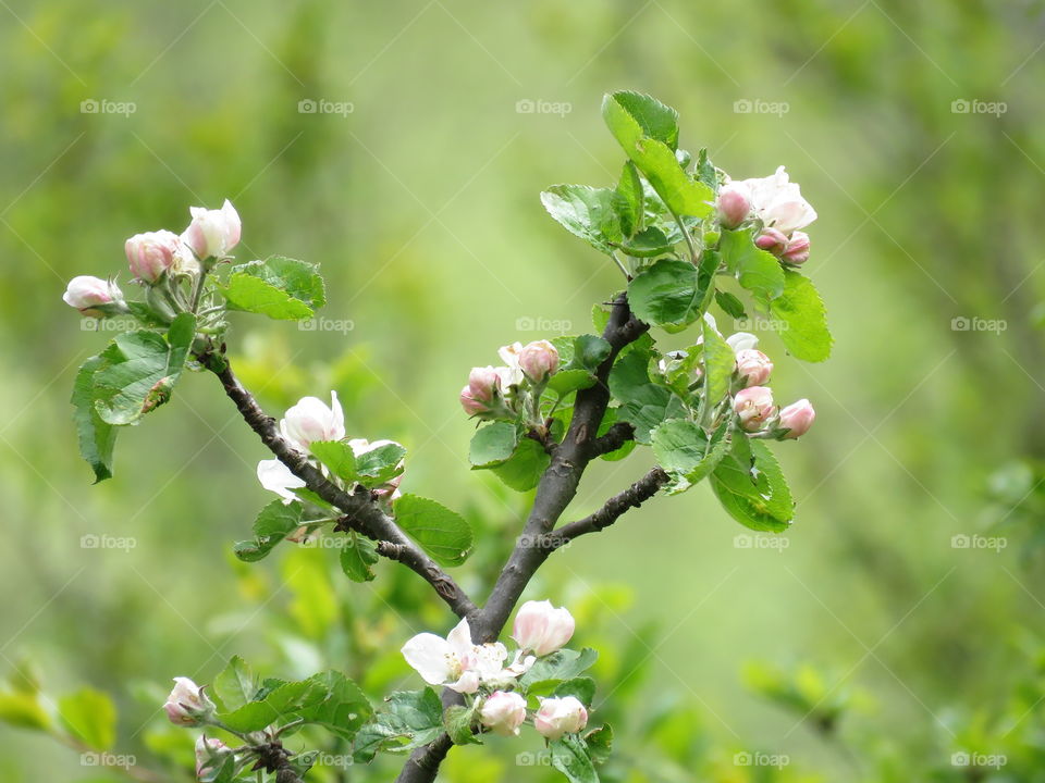 springtime flowers bud